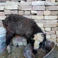 بره شیری ماده|حیوانات مزرعه|دهق, |دیوار