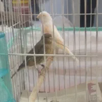 قناری ماده اماد