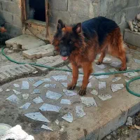 واگذاری دو قلاده سگ نژاد چاو چاو  ژرمن شولاین|سگ|بندرعباس, |دیوار