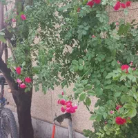 زمین دیمی به متراژ ۱۸۰۰۰