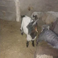 بز وکهره|حیوانات مزرعه|فیروزآباد (فارس), |دیوار