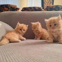 بچه گربه های گوگولی (پرشین بریتیش اسکاتیش)|گربه|اهواز, کیانپارس |دیوار