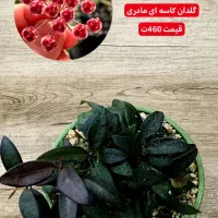 انواع بوته های مادری و خاص هویا Hoya|گل و گیاه طبیعی|لاهیجان, گلستان|دیوار