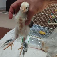 فروش جوجه برهما پورسلن 13روزه تا35روزه 40روزه|حیوانات مزرعه|کیاکلا, |دیوار