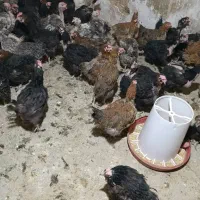 مرغ و خروس محلی|حیوانات مزرعه|شیراز, شهرک مهدی‌آباد|دیوار