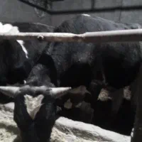 گوساله پرواری|حیوانات مزرعه|ضیاء آباد, |دیوار