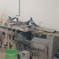 ۳۰عدد ترکیه|پرنده|باروق, |دیوار