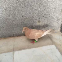 کبوتر