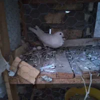 سفید سینه فر