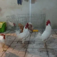خروس600