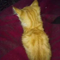 بچه گربه|گربه|بجنورد, |دیوار