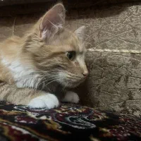 واگذاری گربهdlh