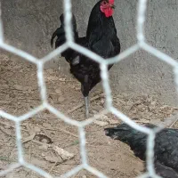 مرغ و خروس محلی