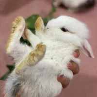 خرگوش
