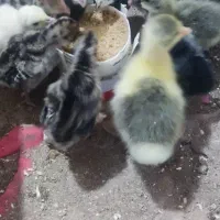 دستگاه جوجه کشی شترمرغ