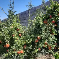معاوضه باغ انار دونه مشکی باماشین|فروش زمین و ملک کلنگی|سیرجان, |دیوار