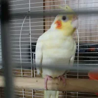 عروس هلندی نرو ماده