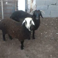 بره نرو ماده