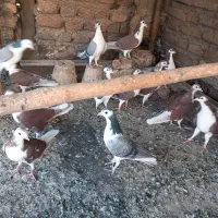 کفتر رنگی|پرنده|اصفهان, دستگرده|دیوار