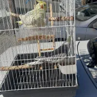 عروس هلندی|پرنده|ملایر, |دیوار