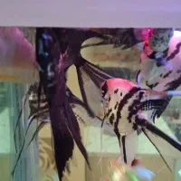 ۲ عدد ماهی آنجل سایز