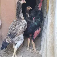 سه تا مرغ لاری ۵ دنگ نوک طوطی .اوشامو. ترک