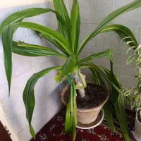 گل سوسن غول پیکر