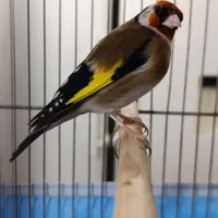 سهره|پرنده|جوانرود, |دیوار