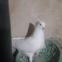 نرکم خال عروسک