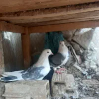 کفتر گروی   زیر  ۸ نیستن