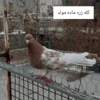 چنتا کبوتر مقبول|پرنده|بجنورد, |دیوار