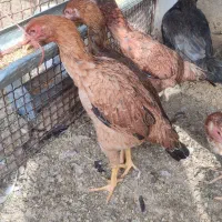 مرغ|حیوانات مزرعه|جوادآباد, |دیوار