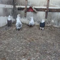 کبوتر دمبی طوقی وسیاه چش چنگ سفیدپالخت