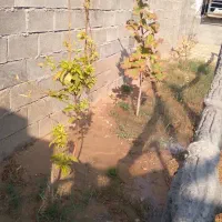ویلا به متراژ ۲۰۰متر در روستای تخت اناری ..|فروش زمین و ملک کلنگی|گتوند, |دیوار