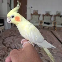 عروس هلندی لوتینو نر