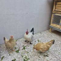 تخم مرغ نطفه دار جاپنیز