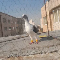 پلنگ سبز نرکرمانی