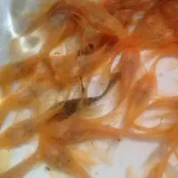 کت پوزه بوته ای  سوپر باله