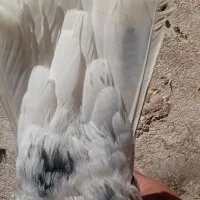 فروش هفت رنگ دم سفید نر پریده|پرنده|رفسنجان, |دیوار