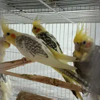 عروس هلندی|پرنده|طبس, |دیوار