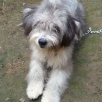 سگ شیتزو شناسنامه دار|سگ|رحیمآباد, |دیوار