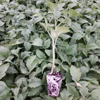 نشا گوجه|خدمات باغبانی و درختکاری|مرودشت, تخت جمشید|دیوار