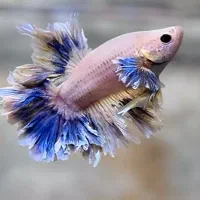 فایتر وارداتی با کیفیت