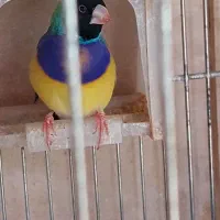 فروش عروس هلندی ، قناری،فنچ گلدین|پرنده|فسا, |دیوار