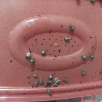 حلزون|خزنده|شهرکرد, |دیوار