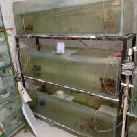 اکواریوم سالنی|ماهی|رشت, لاکان|دیوار