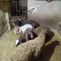 بره پا پرواری