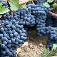 کشمش افتابی میوه مجلسی انگور شانی دیم انگور شرابی|خوردنی و آشامیدنی|تهران, میدان میوه و ترهبار مرکزی|دیوار