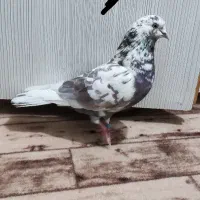 کفتر پرشی|پرنده|شهر ری, ولی آباد|دیوار