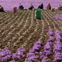 برداشت زعفران